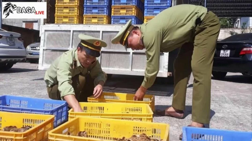 Quảng Ninh - Tiêu hủy 13500 con gà giống nhập lậu từ Trung Quốc