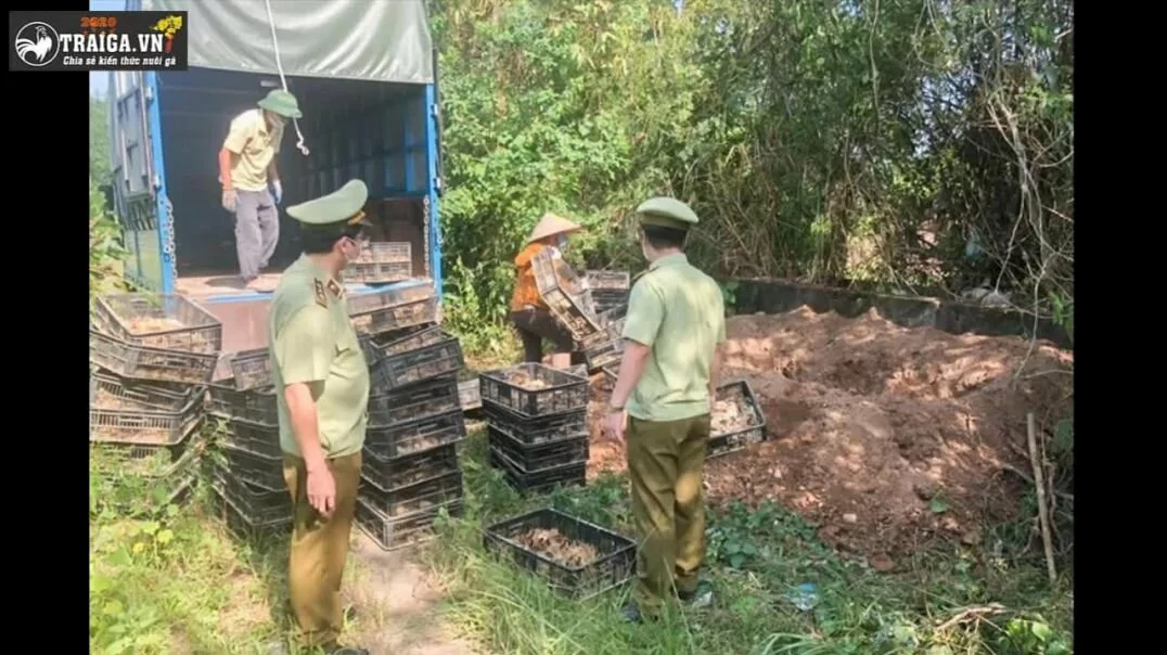 Quảng Ninh – Bắt 13.500 gà giống nhập lậu vào Việt Nam