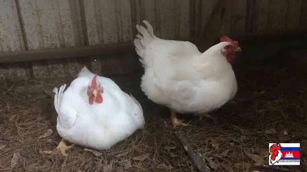 Gà Hubbard - Giống gà Mỹ siêu thịt năng suất chăn nuôi cao