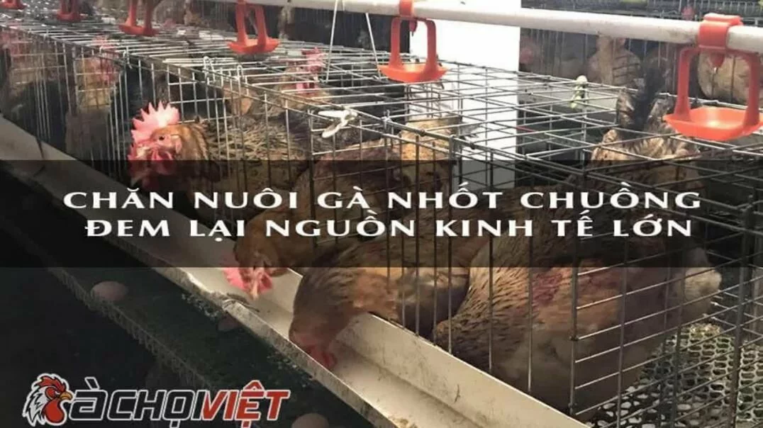 Các kỹ thuật nuôi gà nhốt chuồng hiệu quả nhất - Gachoivietcom